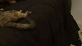 Faye Reagan gives tour of her cunt, and snatch