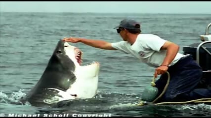 Great white shark(2)
