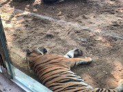 The Tigers of Saigon