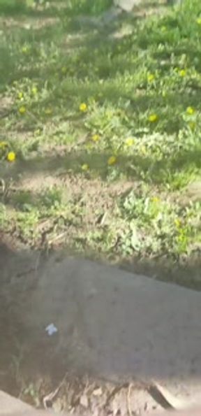 Huge pussy pissing outside