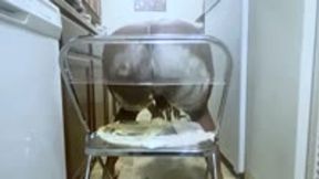 giantess - Frosted and Flattened: A Birthday Beneath Her Booty, ass fetish, food and object crush, giantess1080 smaller