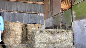 Pushed Over The Hay Bale