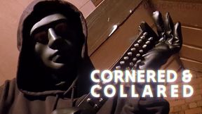CORNERED AND COLLARED