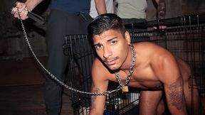 Humiliated Frat Pledger Apollo Endures Wonderful Hazing: Dog Caged, Water Bowl, and Assfuck Foray Submission