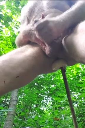 Thrusting a big dildo to the ass in the forest till cumshot