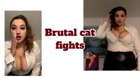 Cat fights with your wife