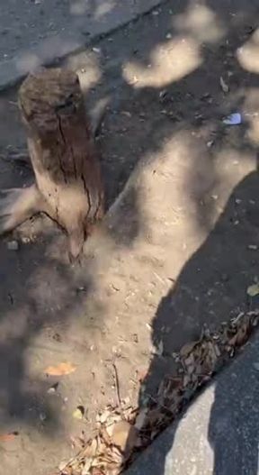 ??El taxista Vergon??