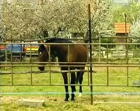 Redhead German slut assfucked in the stable