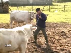 DVD - Horny sluts from Holland and Flanders