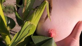 Slap my tits in corn field