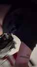 BRANDIXXXNICOLE GRINDS THROUGH TIGHT ASS WITH FURY