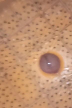 Condom Break My Big Penis