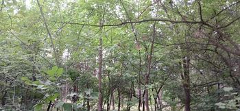 Our Third Girlfriend Keeps Watch in the Park so No One Catches Us Having Sex