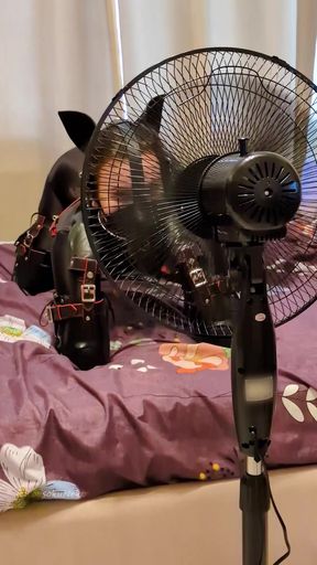 Slim &amp; Black Amateur Engulfed in BDSM &amp; Petplay Action