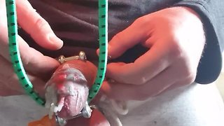 Electro-Played Slave: CBT, Wax, Rings, & Cumming!