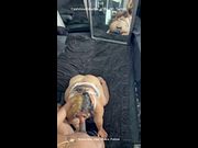 Chubby Thai Asian wife getting fucked hard by BBC