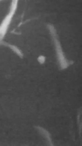 Disgusting Lesbian Lust