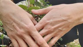 What plant do my veiny hands and their color resemble? Oregano, mint, lavender?