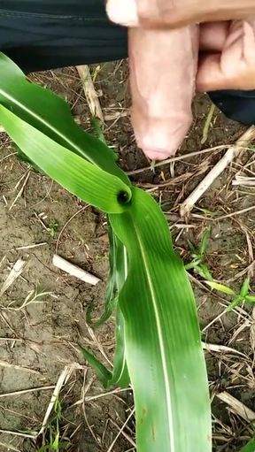 Pissing on Grass in Outdoor