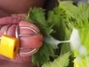 Nettle Torture Orgasm