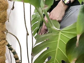 Peed in a monstera in the office while everyone went to lunch