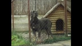 German Amateurs Taking Massive White Cocks