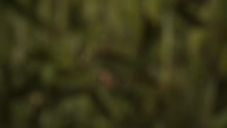 Jungle Life Lesbian Wild GAG POV