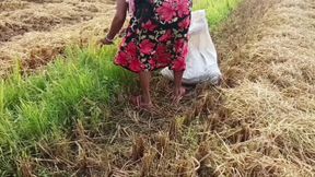 pee of the village in outdoor field of paddy cutting nomita boud