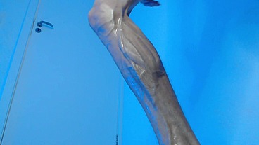 NAKED HOT GUY SHOWING ALL HIS BODY VEINS