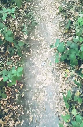 POV Naked Walk in the Woods