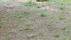 Outdoor outdoor masturbation on my woodland walk