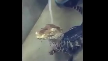 Apenas jacar&eacute_ tomando banho