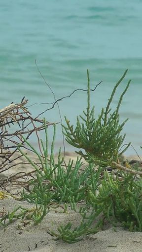 Watching on the beach as Isa has fun   Clip 1