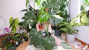 Nude Plant Haul Jan/Feb