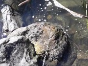 Quick piss before I launch my kayak