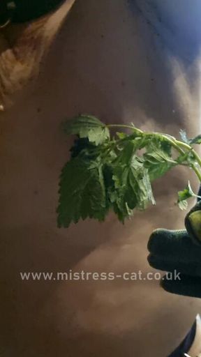 Stinging nettles on the nipples