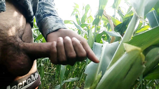 Jizzing on maize leaf,