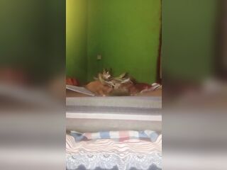 Constricted twat meets fastened schlong in wild rebellion