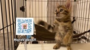 Furry pussycat toy review  Here&#8242;s a toy that will make you jump for joy!