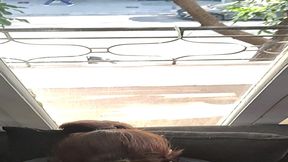 le doy una limpieza de polla en p&uacute;blico desde el balcon