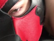 Leather pup wags tail in socks