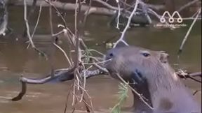 On&ccedil_a safada comendo capivara na natureza em HD