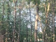 self bondage in the wood