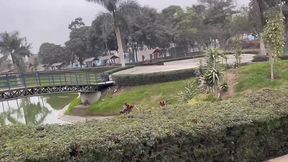 parques
