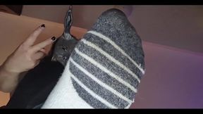 Shoes and Socks Domination by Scary Bunny