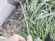 Piscio sul muro nel prato