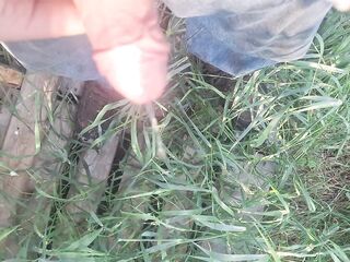 Older large weenie peeing outdoor in front yard