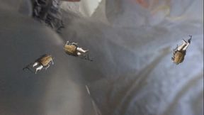 Unaware Giantess - Tinies Disguised as Roaches Hide in the Garbage, Shrinking Fetish, Giantess, Femdom 1080 smaller