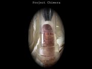 Project Chimera Setup A