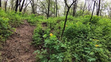 Loud Moaning in the Forest – Wild Outdoor Sounds